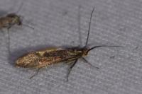 Esperia sulphurella