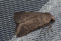 Caradrina flavirena