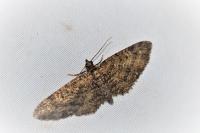 Eupithecia cocciferata
