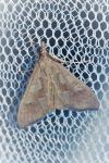 Mecyna asinalis