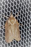 Nycteola columbana