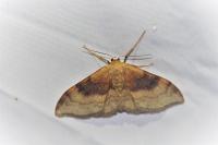 Idaea degeneraria