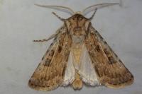Agrotis ripae