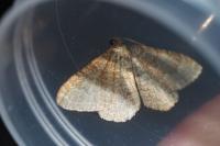 Cataclysme riguata