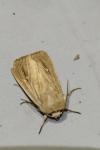 Mythimna sicula
