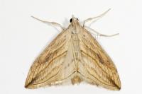 Evergestis forficalis