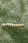 Cucullia verbasci