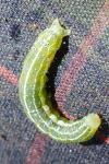 Cosmia trapezina