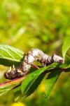 Colotois pennaria