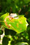 Ectoedemia heringella