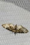 Eupithecia irriguata
