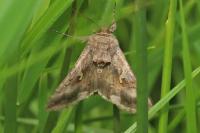 Autographa gamma