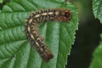 Lasiocampa quercus