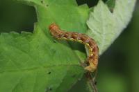 Erannis defoliaria