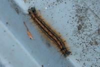 Malacosoma neustria