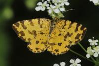 Pseudopanthera macularia