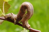 Crocallis elinguaria