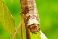 Crocallis elinguaria