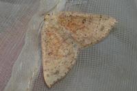 Cyclophora porata
