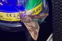 Autographa gamma