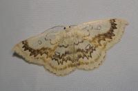 Cyclophora annularia