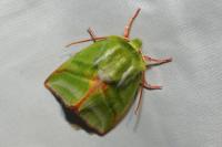 Pseudoips prasinanus