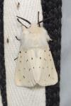 Spilosoma lubricipeda