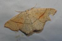 Cyclophora punctaria