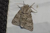 Acronicta megacephala