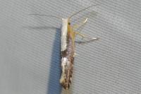 Argyresthia spinosella