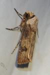 Agrotis puta