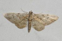 Gymnoscelis rufifasciata