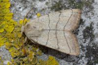 Charanyca trigrammica