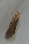 Crassa unitella