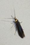Coleophora alcyonipennella/frischella
