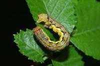 Erannis defoliaria
