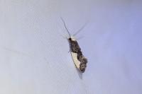 Monopis monachella