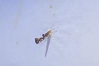 Argyresthia spinosella