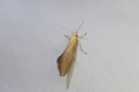 Crassa tinctella