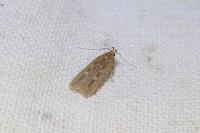 Helcystogramma triannulella
