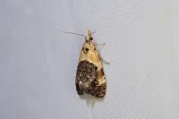 Phtheochroa purpuratella