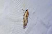 Eucosma cana