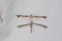 Amblyptilia acanthadactyla