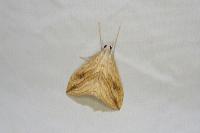 Evergestis forficalis