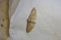 Eupithecia