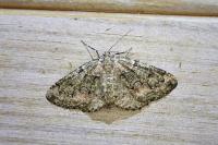 Cleorodes lichenaria