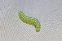 Cosmia trapezina