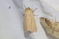 Mythimna pallens