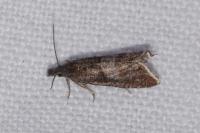 Dichrorampha acuminatana