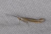 Coleophora albicosta